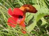 Phelypaea coccinea