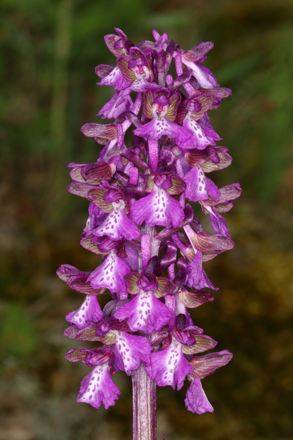 Изображение особи Anacamptis morio ssp. caucasica.