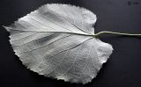 Tilia mandshurica