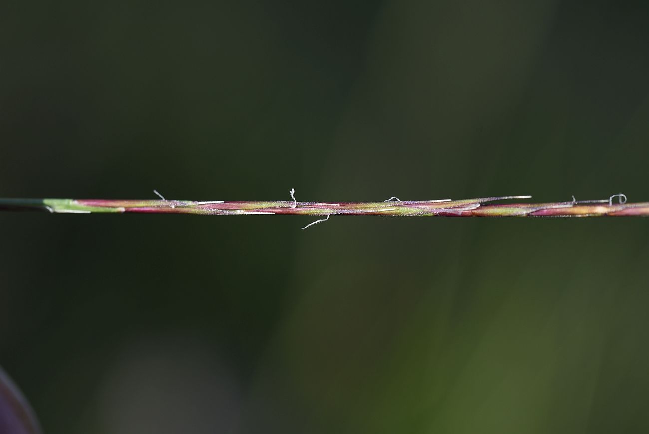 Изображение особи Nardus stricta.