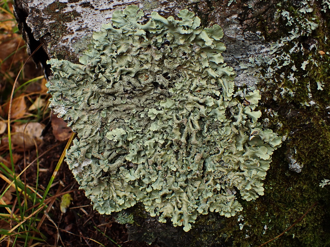 Изображение особи Flavoparmelia caperata.