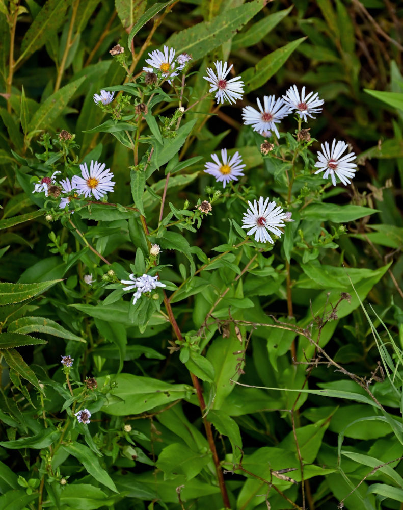 Image of Symphyotrichum novi-belgii specimen.