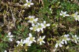 Minuartia aizoides