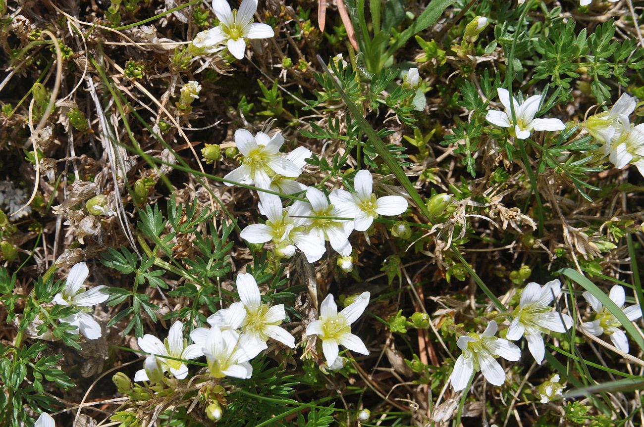 Image of Minuartia aizoides specimen.
