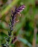 Odontites vulgaris