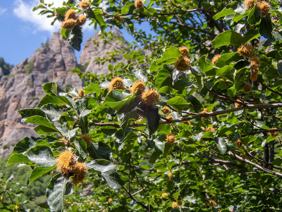 Image of Fagus × taurica specimen.