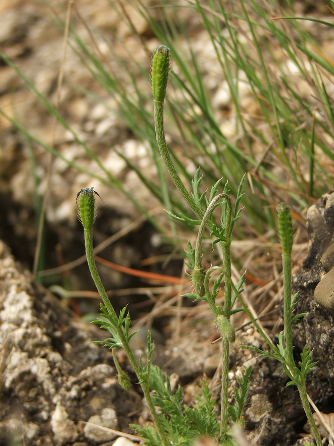 Image of Papaver minus specimen.