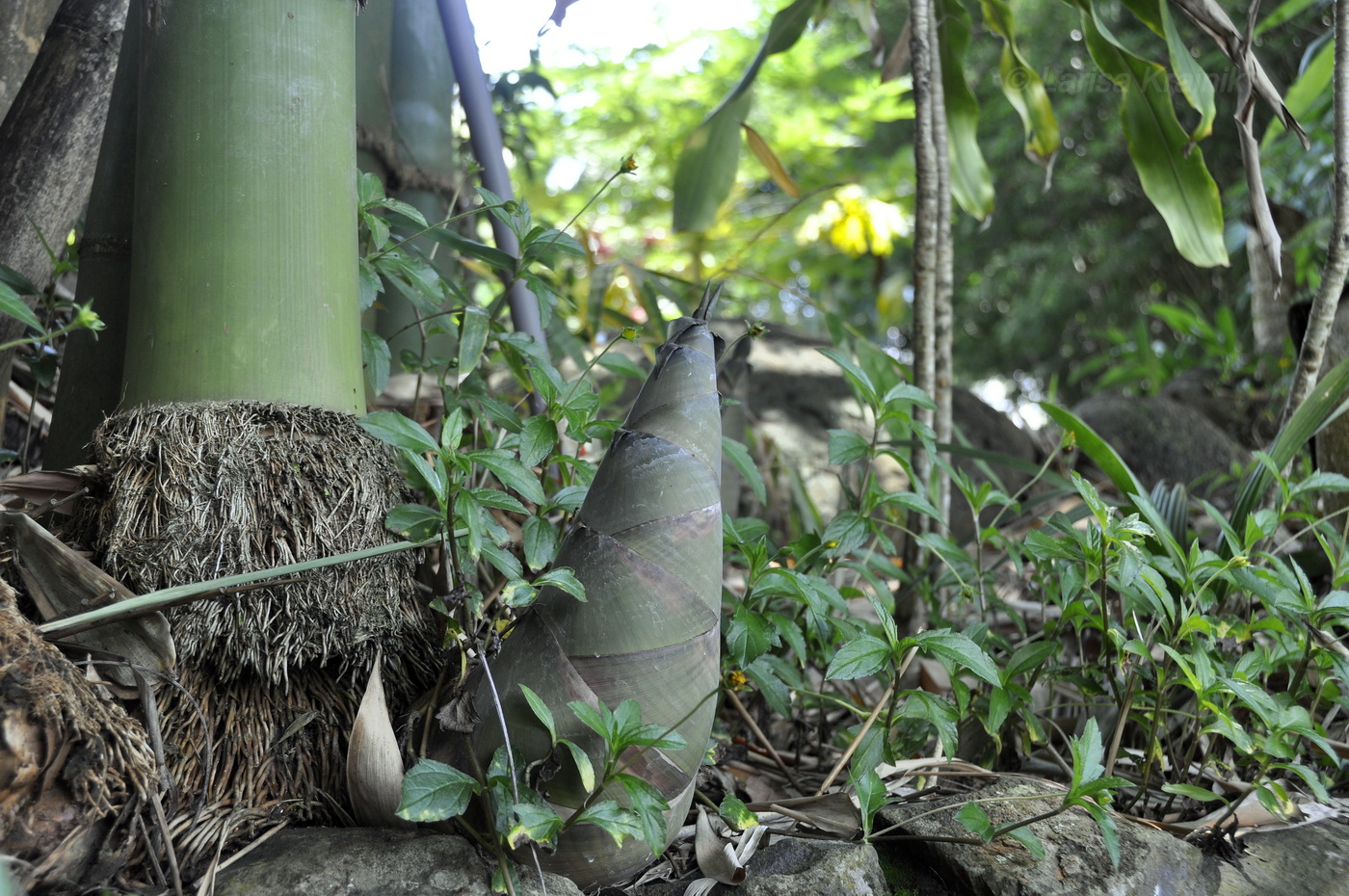 Image of genus Bambusa specimen.