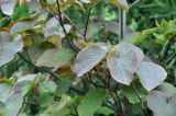 Viburnum furcatum