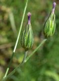 Crupina vulgaris