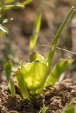 Iris pumila