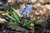 Scilla siberica