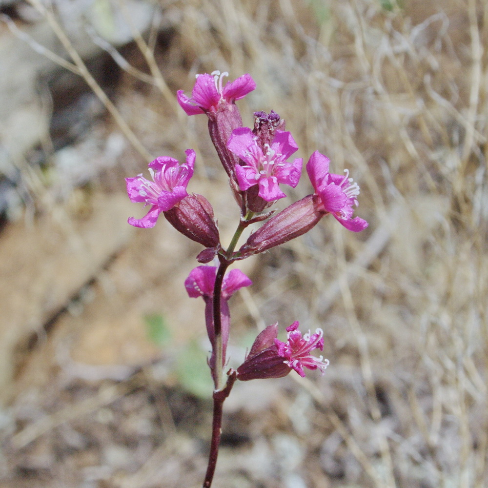 Image of Viscaria vulgaris specimen.