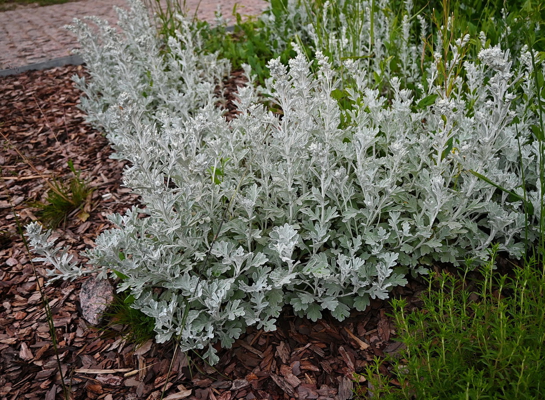 Изображение особи Artemisia stelleriana.