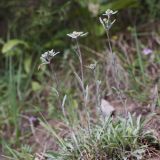 Leontopodium fedtschenkoanum
