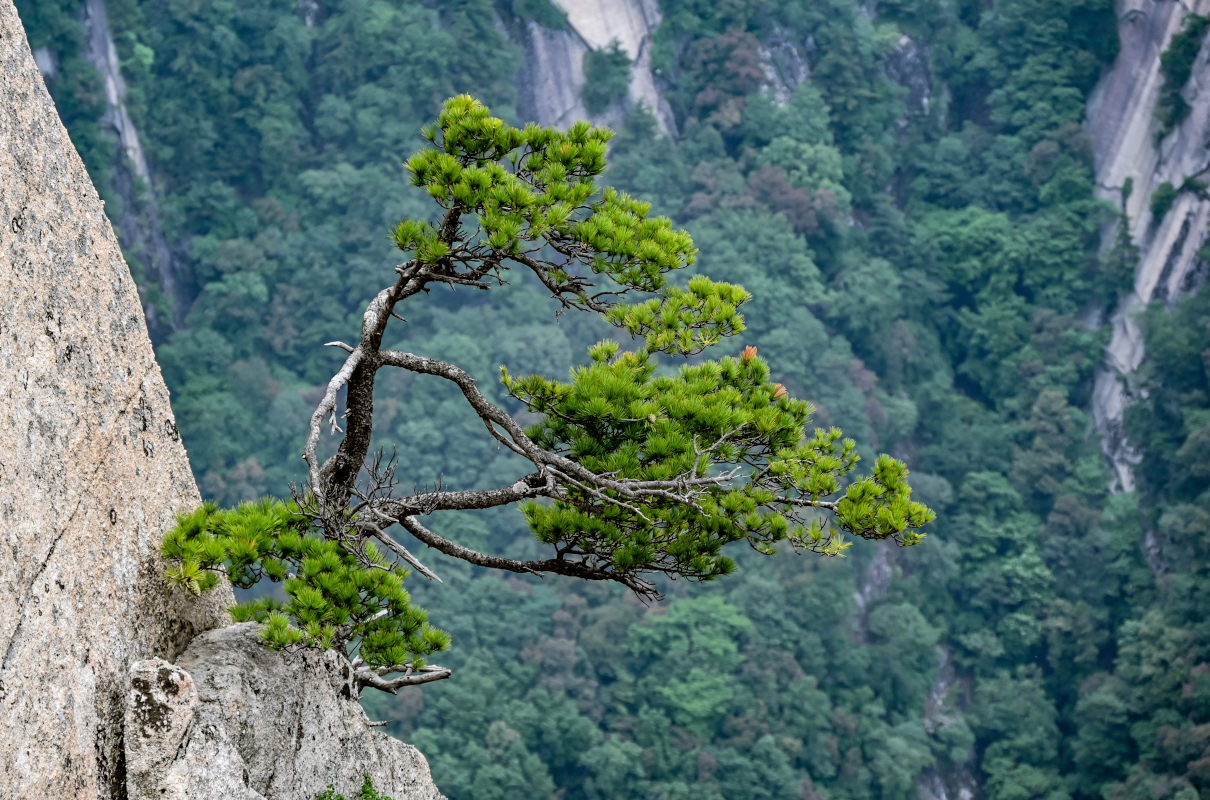 Image of Pinus densata specimen.