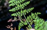Cystopteris fragilis