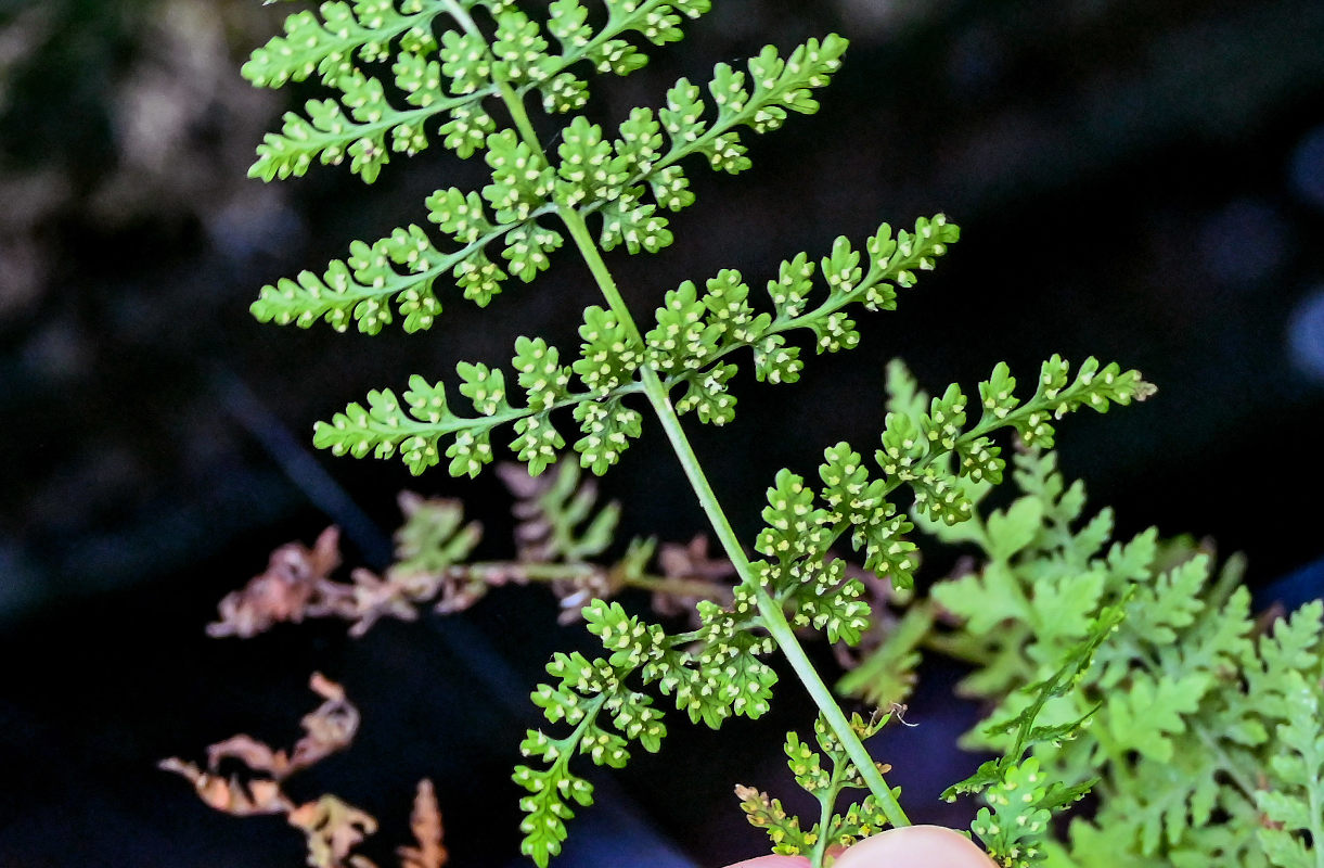 Изображение особи Cystopteris fragilis.