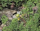 Смотреть изображение Erigeron vagus