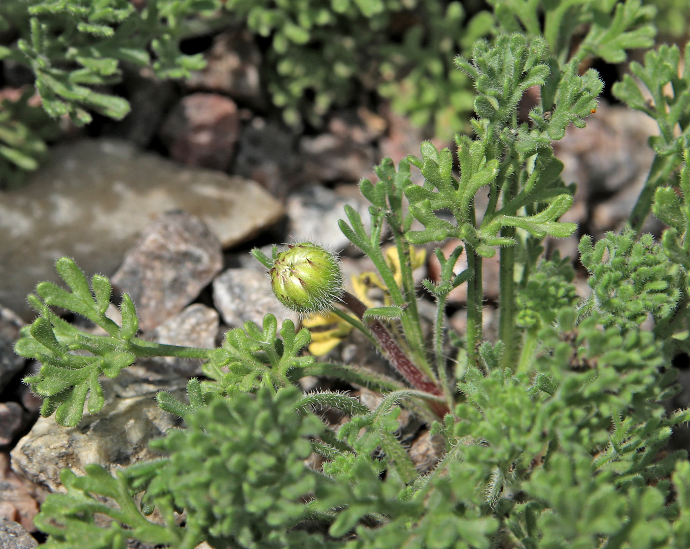 Image of Erigeron vagus specimen.