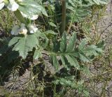 genus Phlomoides. Основания генеративных побегов. Турция, ил Агры, подножие горы Арарат, окр. с. Демиртепе, выс. ок. 1520 м н.у.м., берег оз. Шейхли, степь. 20 мая 2025 г.