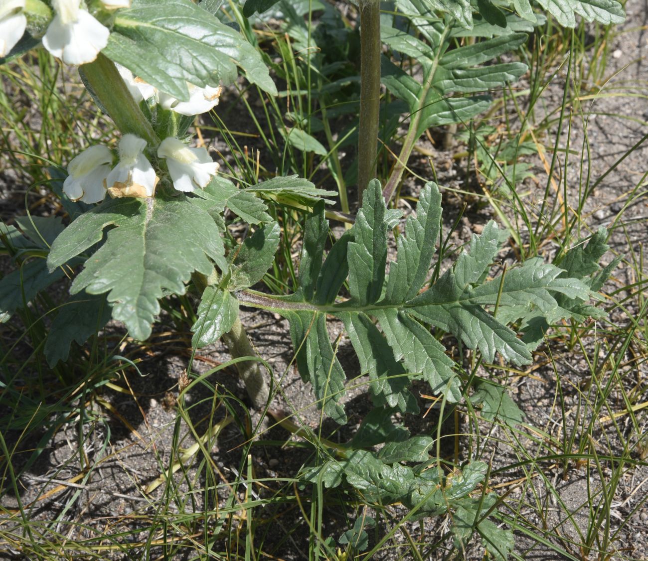 Image of genus Phlomoides specimen.