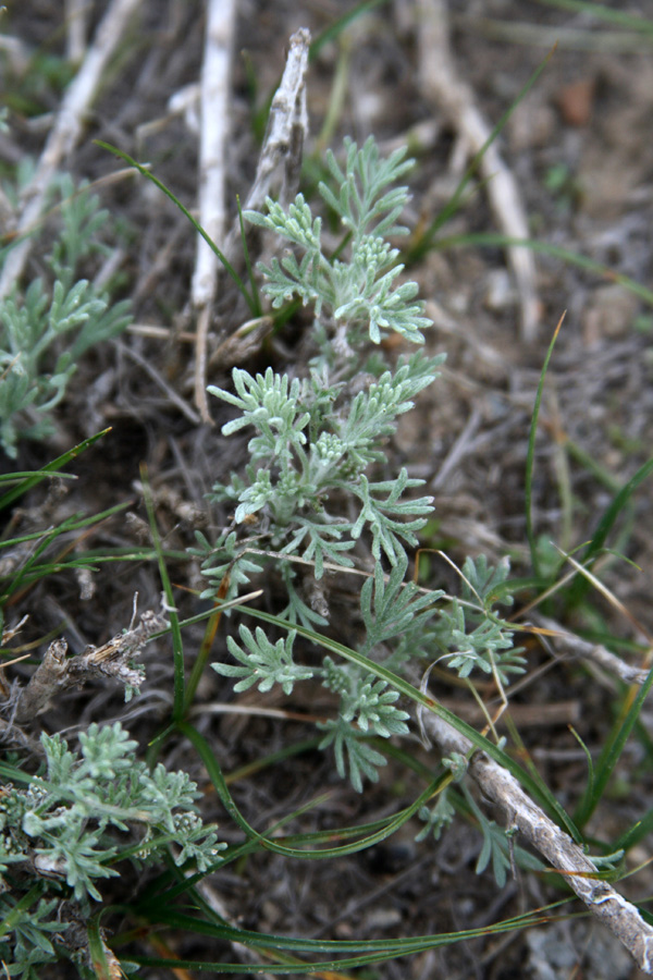 Image of Artemisia sogdiana specimen.