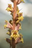 Orobanche laxissima