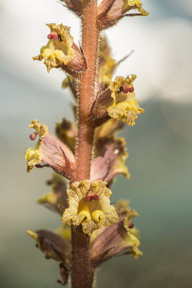 Изображение особи Orobanche laxissima.