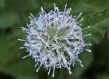 Echinops sphaerocephalus