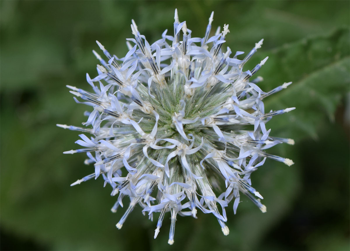 Image of Echinops sphaerocephalus specimen.