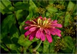 Zinnia elegans