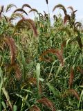 Echinochloa caudata. Цветущие и плодоносящие побеги. Хабаровский край, г. Комсомольск-на-Амуре, зарастающий карьер. 28.08.2025.