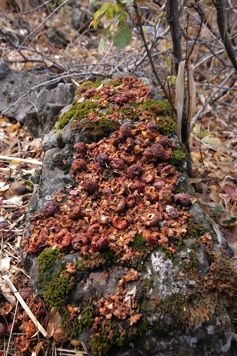 Image of Malus sieversii specimen.