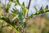 Cirsium gagnidzei