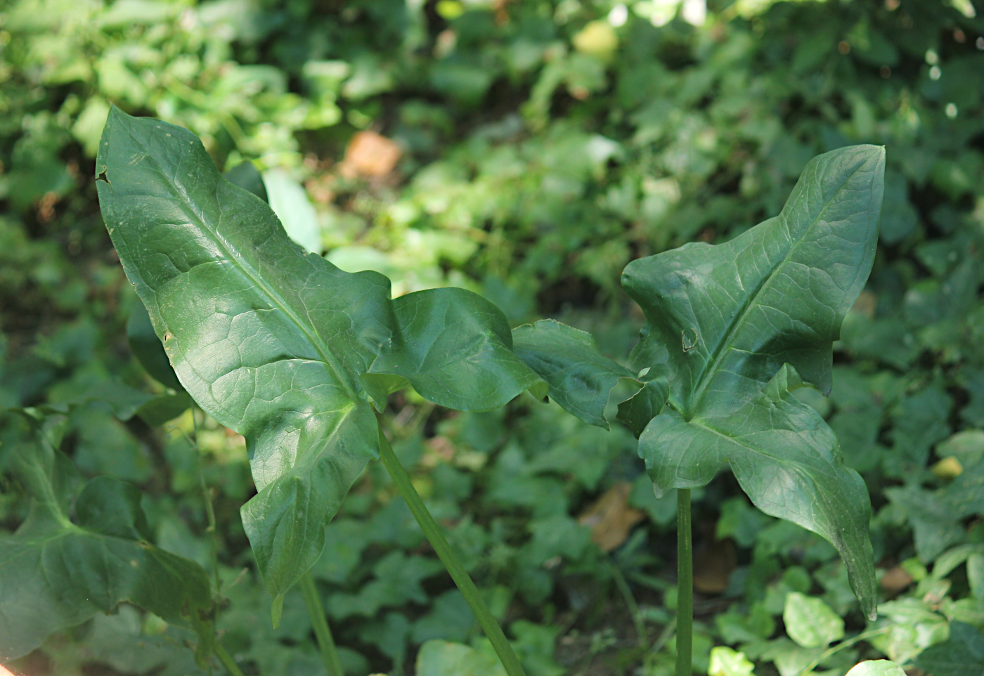 Изображение особи Arum italicum.