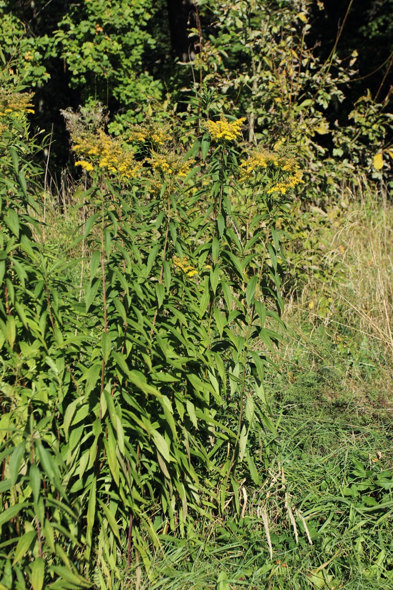 Изображение особи Solidago canadensis.