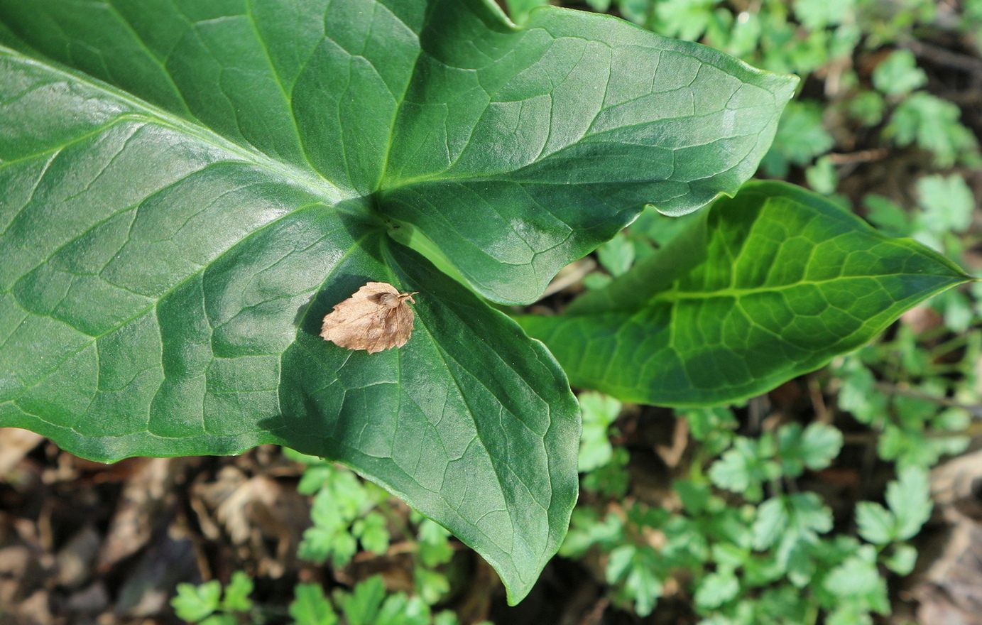 Изображение особи род Arum.