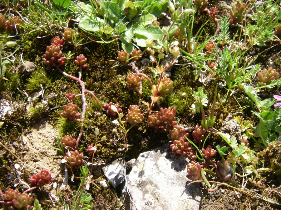 Изображение особи род Sedum.