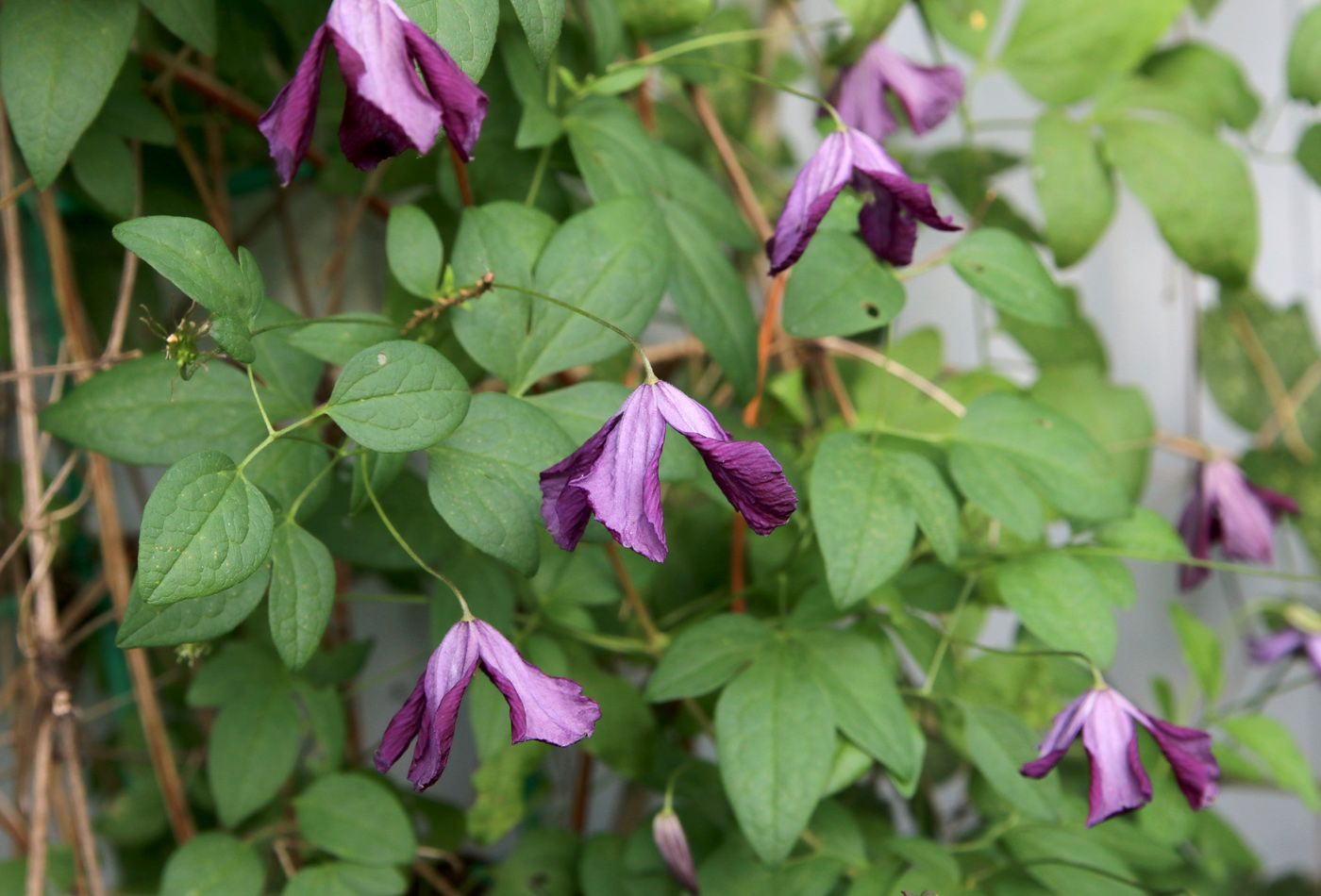 Изображение особи Clematis viticella.