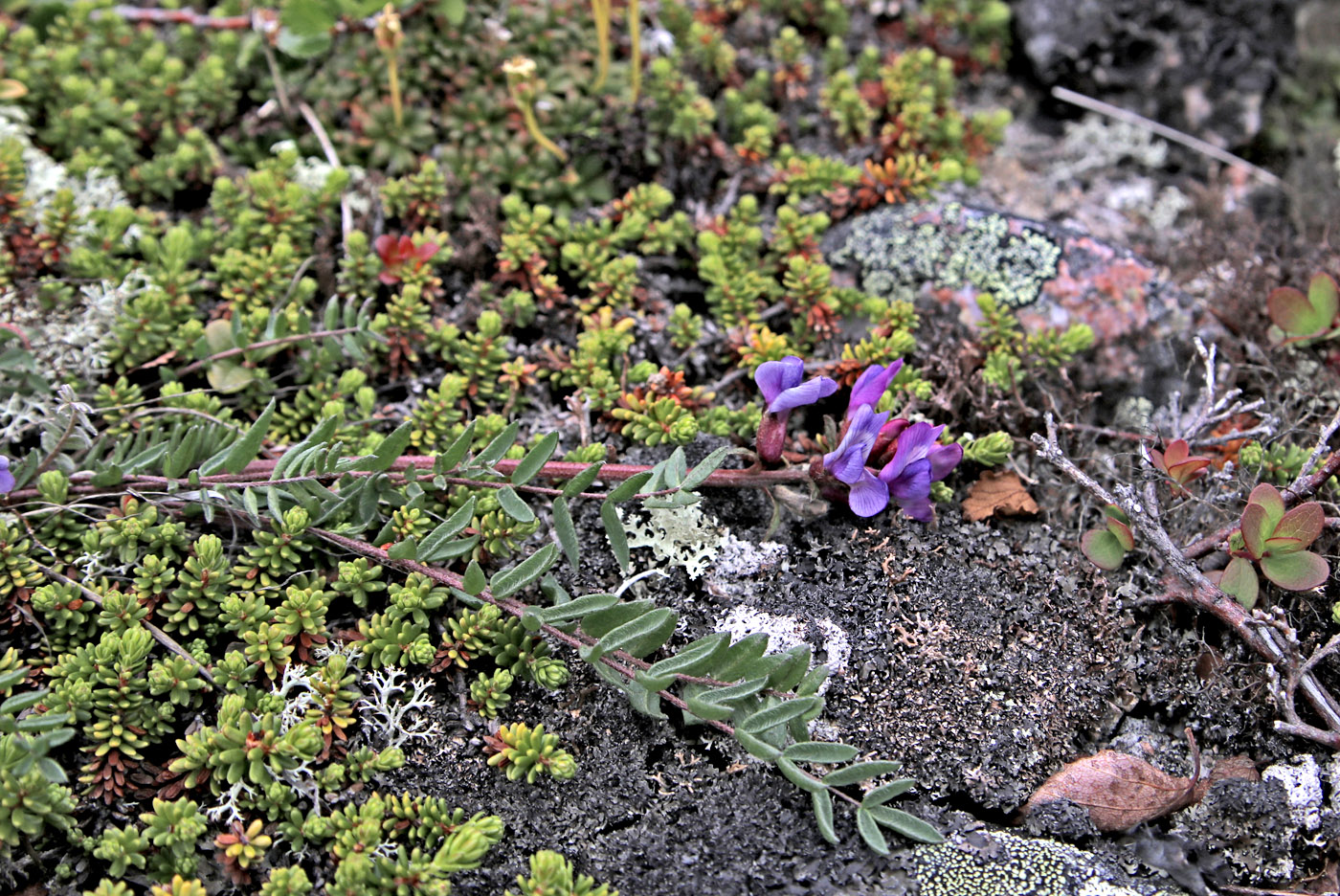 Изображение особи Oxytropis sordida.