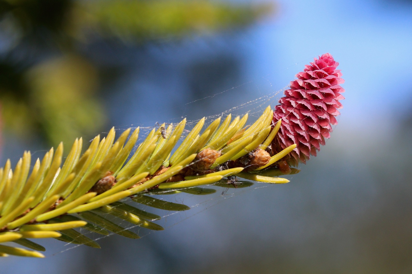 Image of Picea abies specimen.