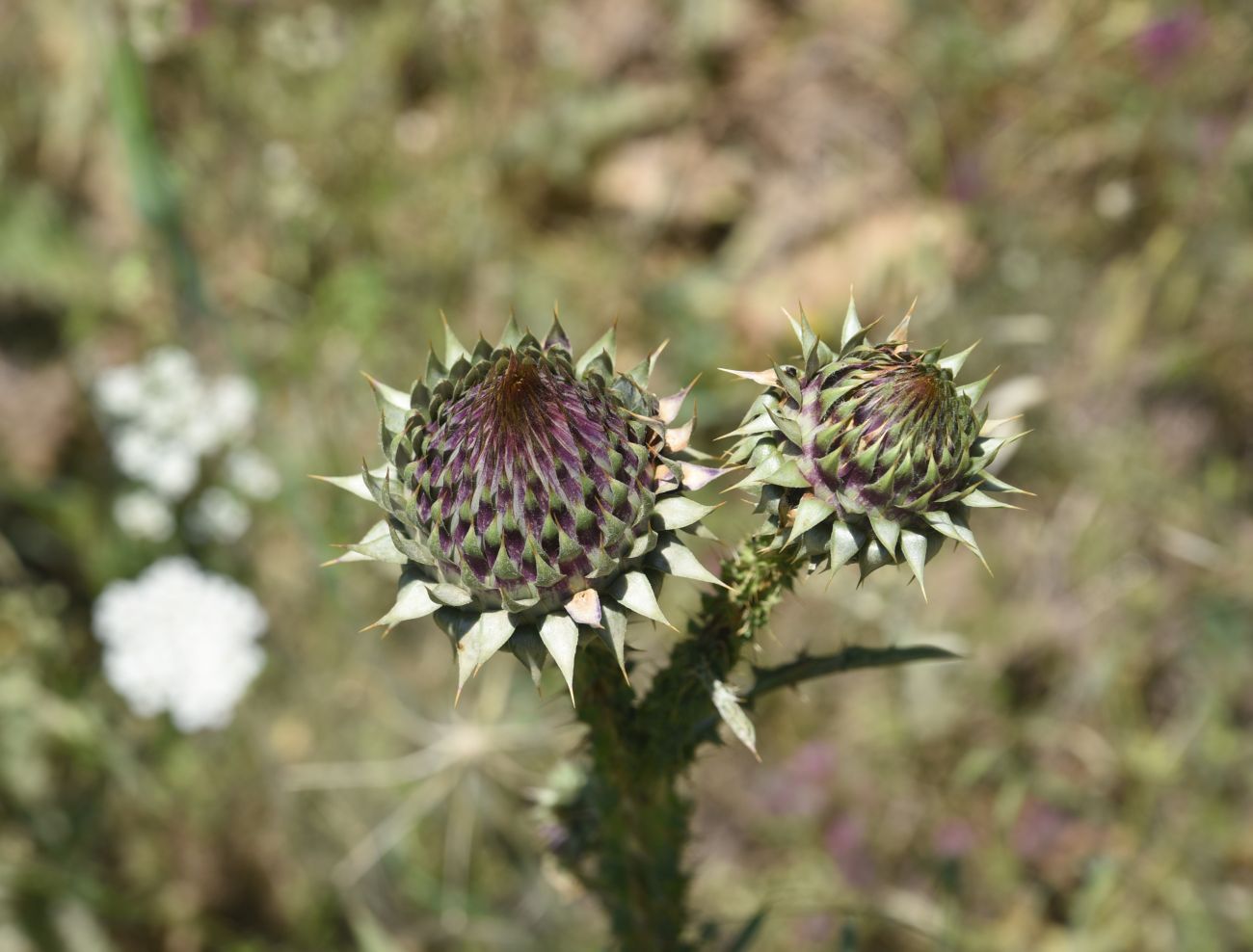 Image of Onopordum carduchorum specimen.