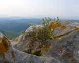 Minuartia oreina. Цветущее растение. Карачаево-Черкесия, Малокарачаевский р-н, гора Малый Бермамыт, ≈ 2400 н.у.м., в расщелине скалы. 01.08.2025.