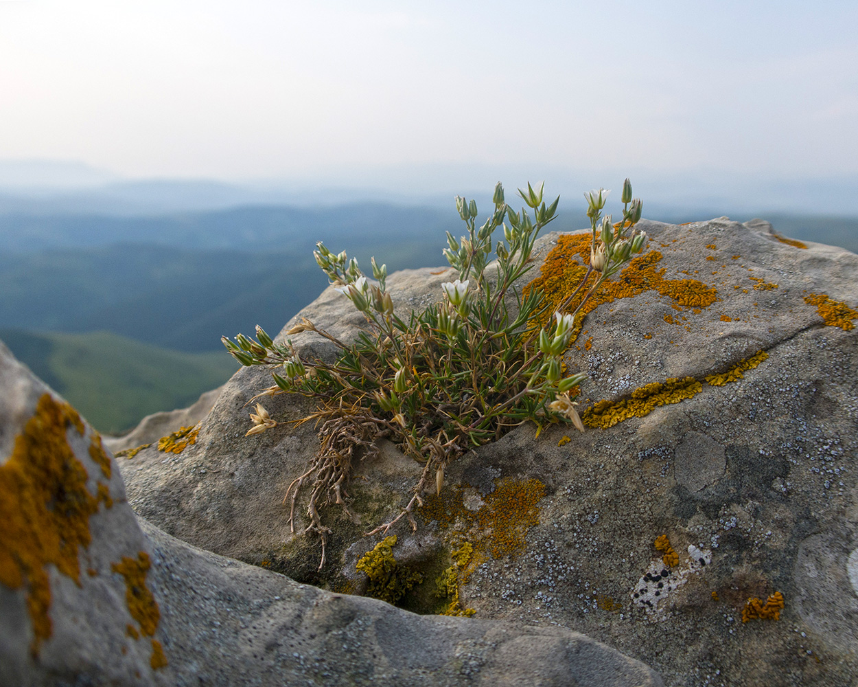 Изображение особи Minuartia oreina.