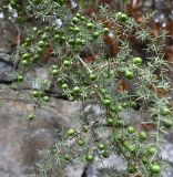 Asparagus acutifolius