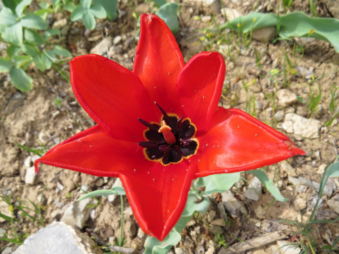 Image of Tulipa lanata specimen.