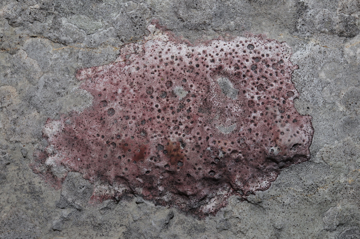 Image of Bagliettoa marmorea specimen.