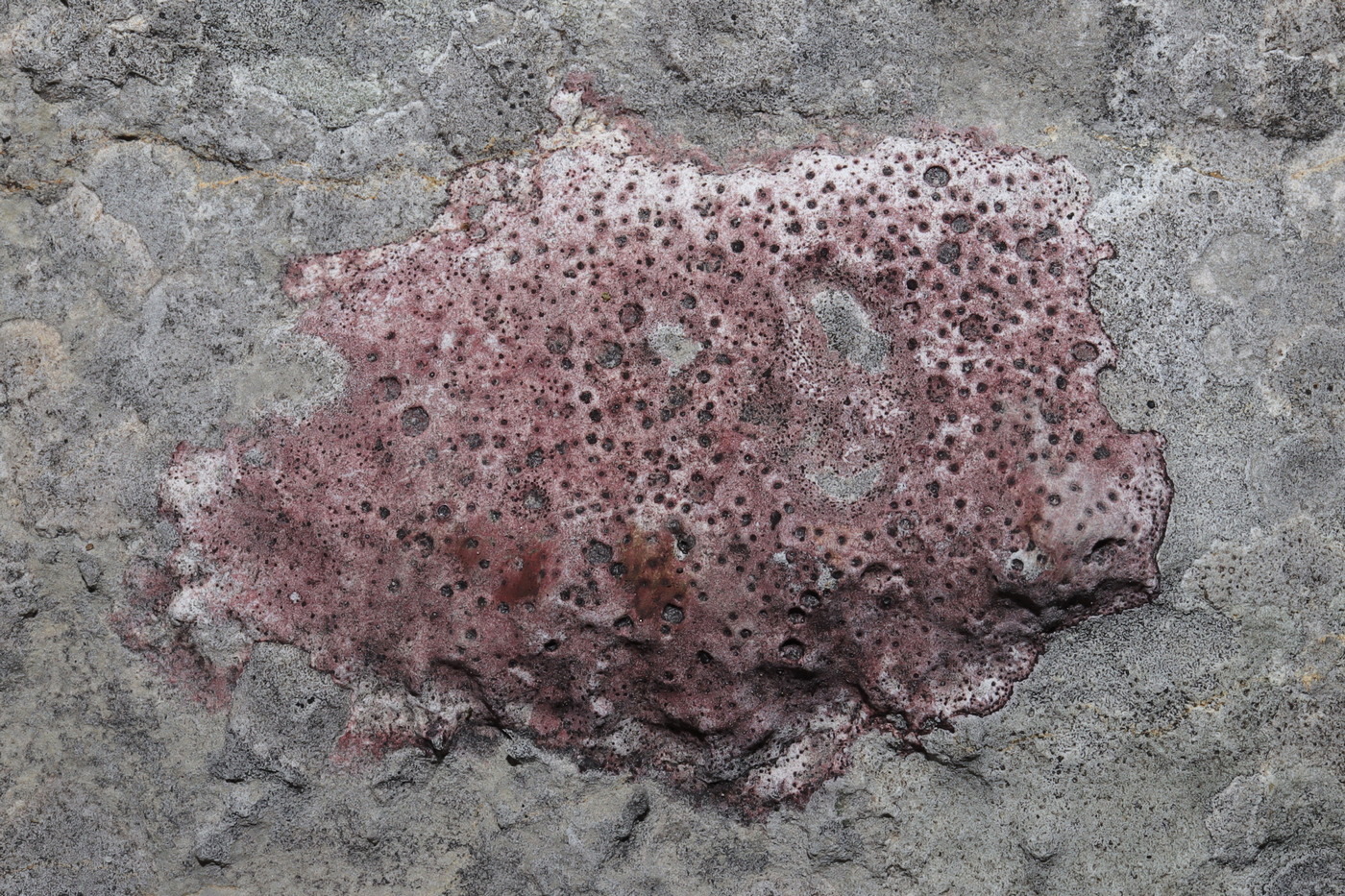 Image of Bagliettoa marmorea specimen.