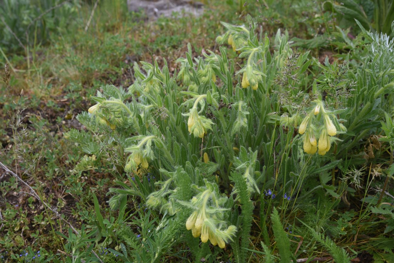 Image of genus Onosma specimen.